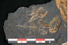 Foto (Detailansicht) von Neuropteris alpinia Sternbg. (NHMW-GEO-2024-0188-10661)